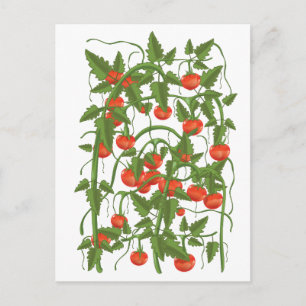 Carte Postale Motif Tomates