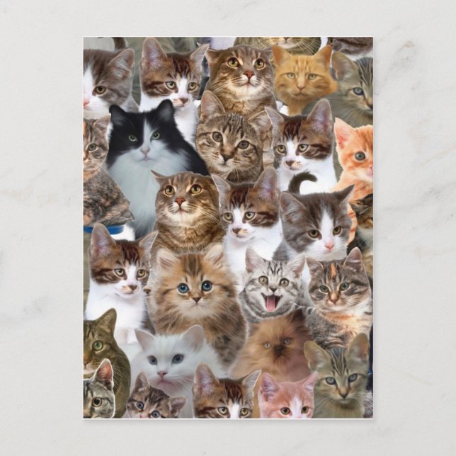 Carte Postale Motif Visages de chat (Devant)