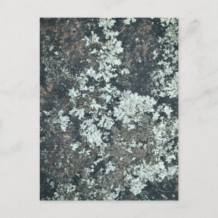 Carte Postale Motifs de lichen sur des surfaces naturelles