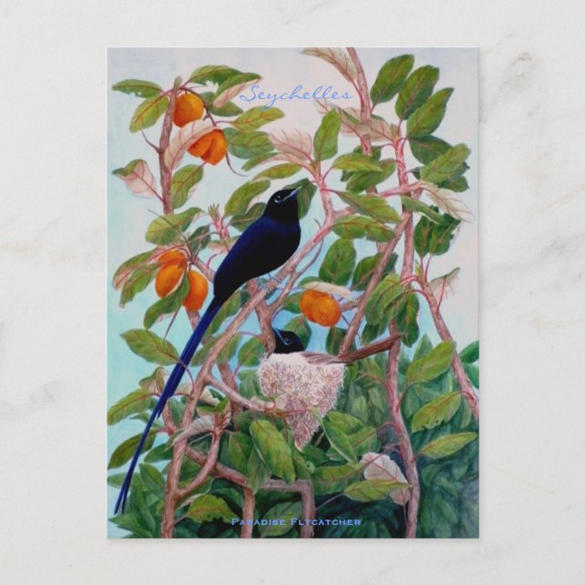 Carte Postale Moucherolle Paradise des Seychelles (Devant)