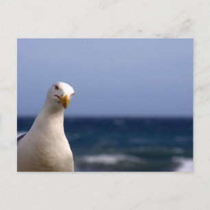 Carte Postale Mouette