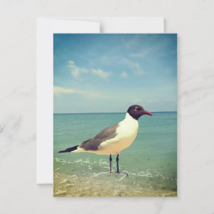 Carte Postale Mouette