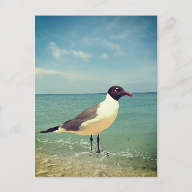 Carte Postale Mouette (Devant)