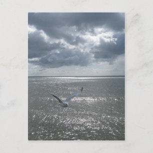 Carte Postale Mouette