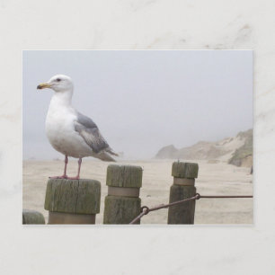 Carte Postale Mouette