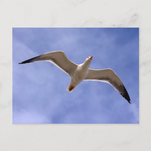 Carte Postale Mouette (Devant)