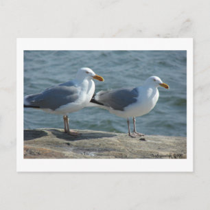 Carte Postale Mouette à Barnegat Inlet