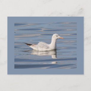 Carte Postale Mouette à bec long