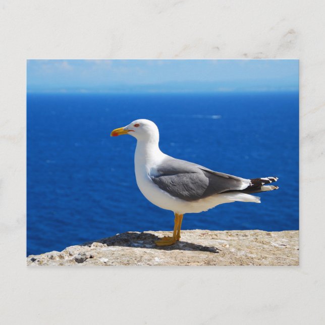 Carte Postale Mouette à la plage (Devant)