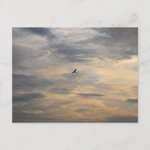 Carte Postale Mouette à la plage au crépuscule Photographie d'oi