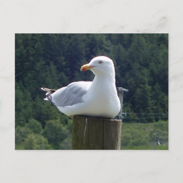 Carte Postale Mouette Allongée  (Devant)