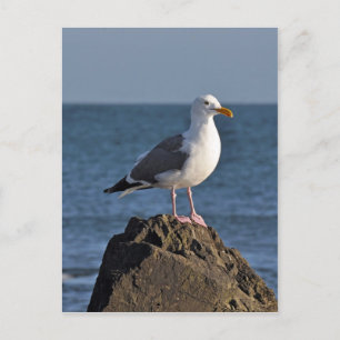 Carte Postale Mouette blanche et océan