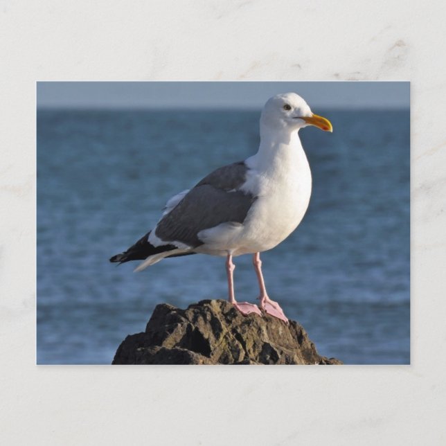 Carte Postale Mouette blanche et océan (Devant)