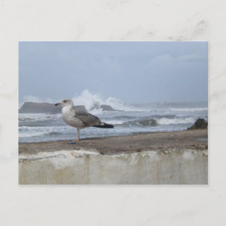Carte Postale Mouette de mer spectaculaire