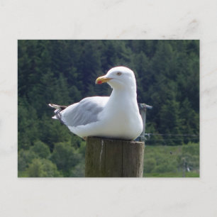 Carte Postale Mouette détendue se reposant sur une clôture en bo