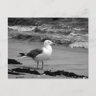 Carte Postale Mouette (noire et blanche)