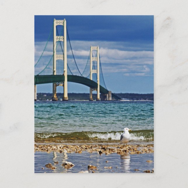 Carte Postale Mouette par le pont Mackinac (Devant)