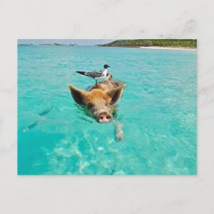 CARTE POSTALE MOUETTE PORC MER AMUSEMENT POSTCROSSING