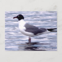 Mouette rieuse