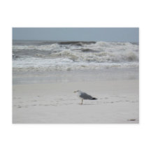 Mouette sur la plage