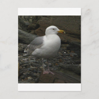 Carte Postale Mouette sur les roches