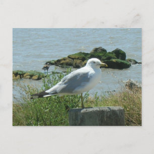 Carte postale - Mouette sur Pile