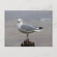 Mouette sur poteau en bois chute de neige littoral