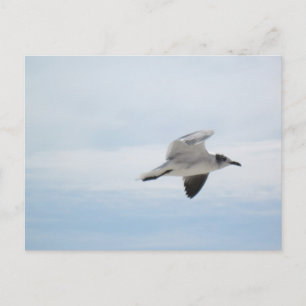 Carte Postale Mouette volante