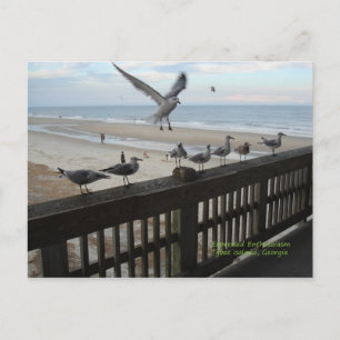 Carte Postale Mouettes