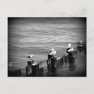 Carte Postale mouettes