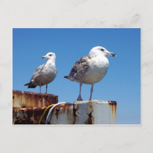 Carte Postale Mouettes