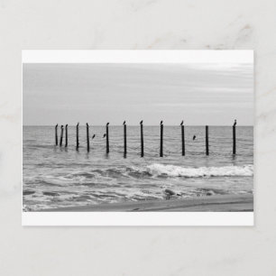 Carte Postale mouettes à la plage