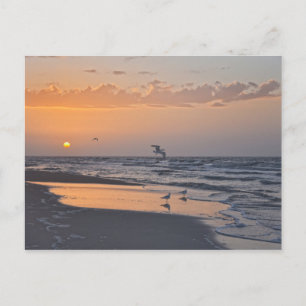 Carte Postale Mouettes à Sunrise sur une plage de Floride