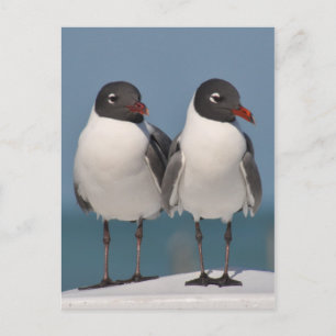 Carte Postale Mouettes à tête noire