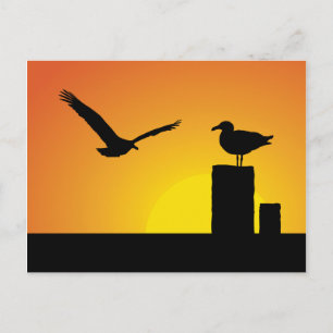 Carte Postale Mouettes Au Coucher Du Soleil