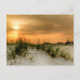 Carte Postale Mouettes au lever du soleil