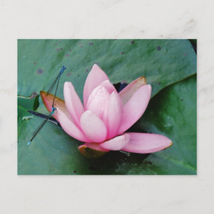 Carte Postale Mouettes bleues sur une fleur de lotus rose