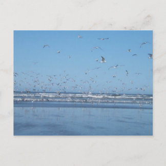 Carte Postale Mouettes dans l'air