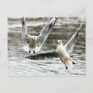 Carte Postale Mouettes en vol