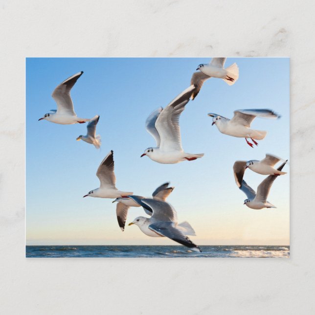 Carte Postale Mouettes en vol (Devant)