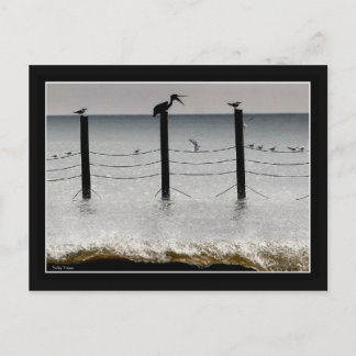 Carte Postale Mouettes et pélicans