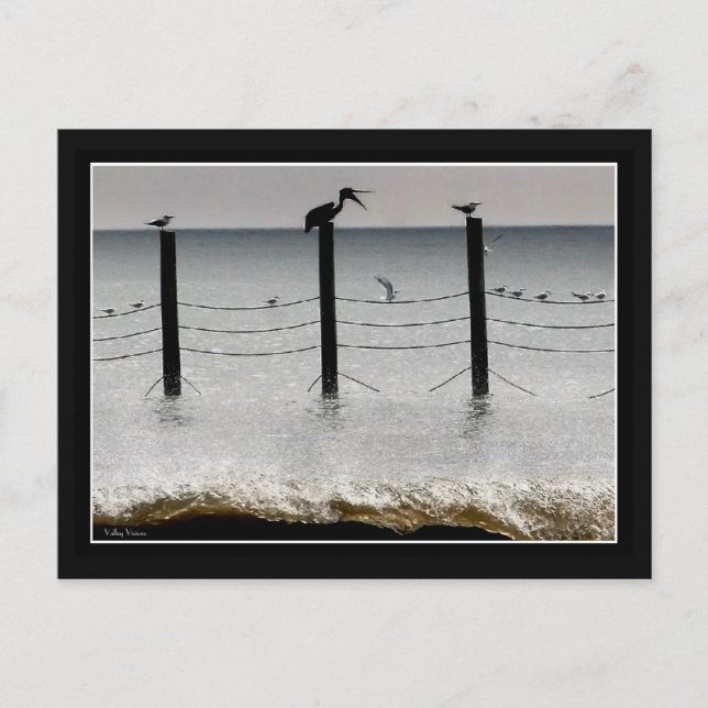 Carte Postale Mouettes et pélicans (Devant)