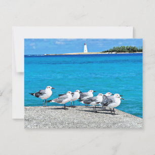 Carte Postale Mouettes, Nassau, Bahamas