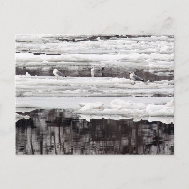 Carte Postale Mouettes Sur Glace (Devant)