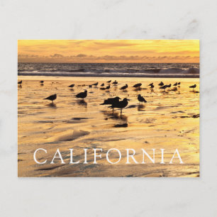 Carte Postale Mouettes Sur La Plage Au Coucher Du Soleil