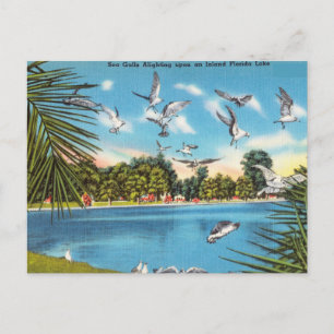 Carte Postale Mouettes sur le lac de Floride