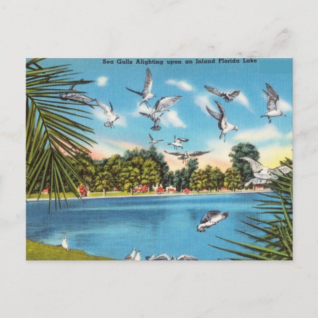 Carte Postale Mouettes sur le lac de Floride (Devant)