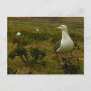 Carte Postale Mouettes sur l'île d'Anacapa