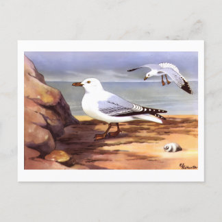 Carte Postale Mouettes vintages Ornithologie imprimer R E Chasse