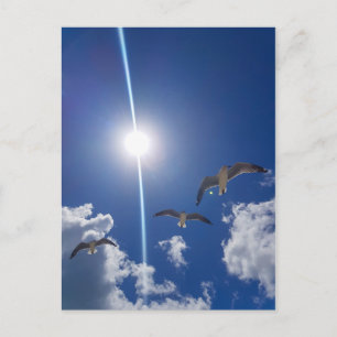 Carte Postale Mouettes volantes Ciel nuages Soleil